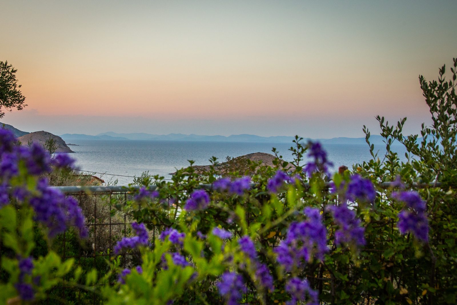 Coucher soleil fleurs